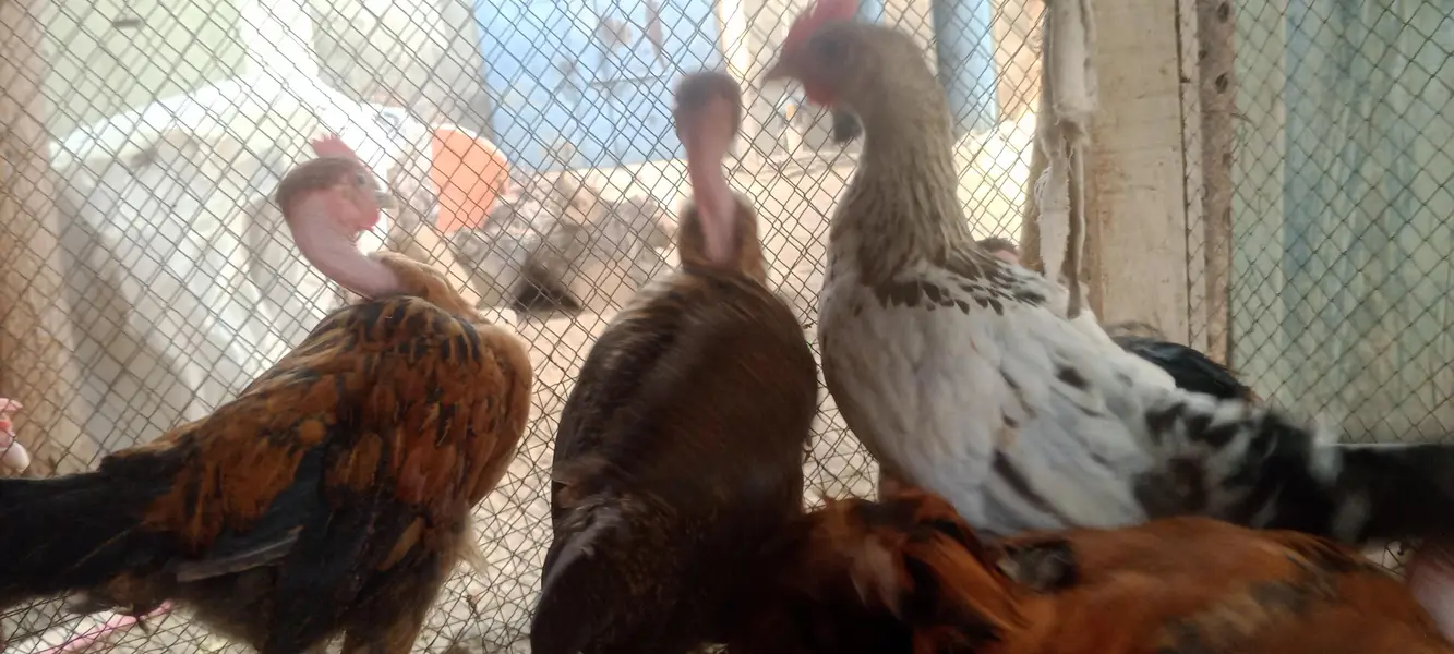golden misri chicks for sale — photo 3