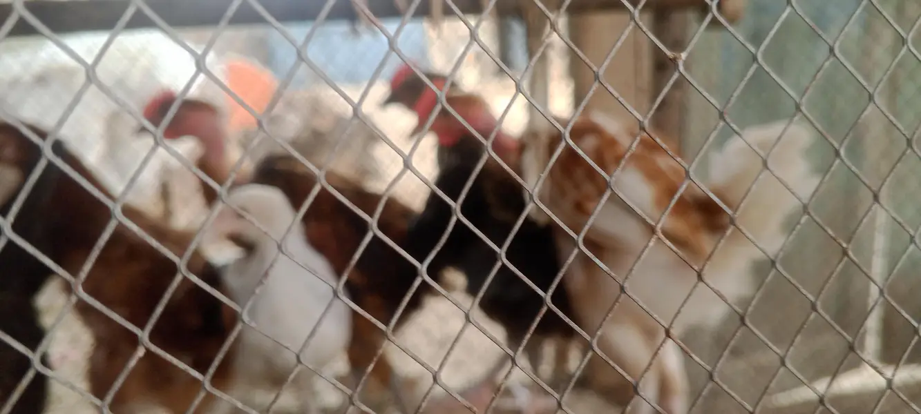 golden misri chicks for sale — photo 4
