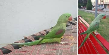 Kashmeri Raw Tamed & Talking Female