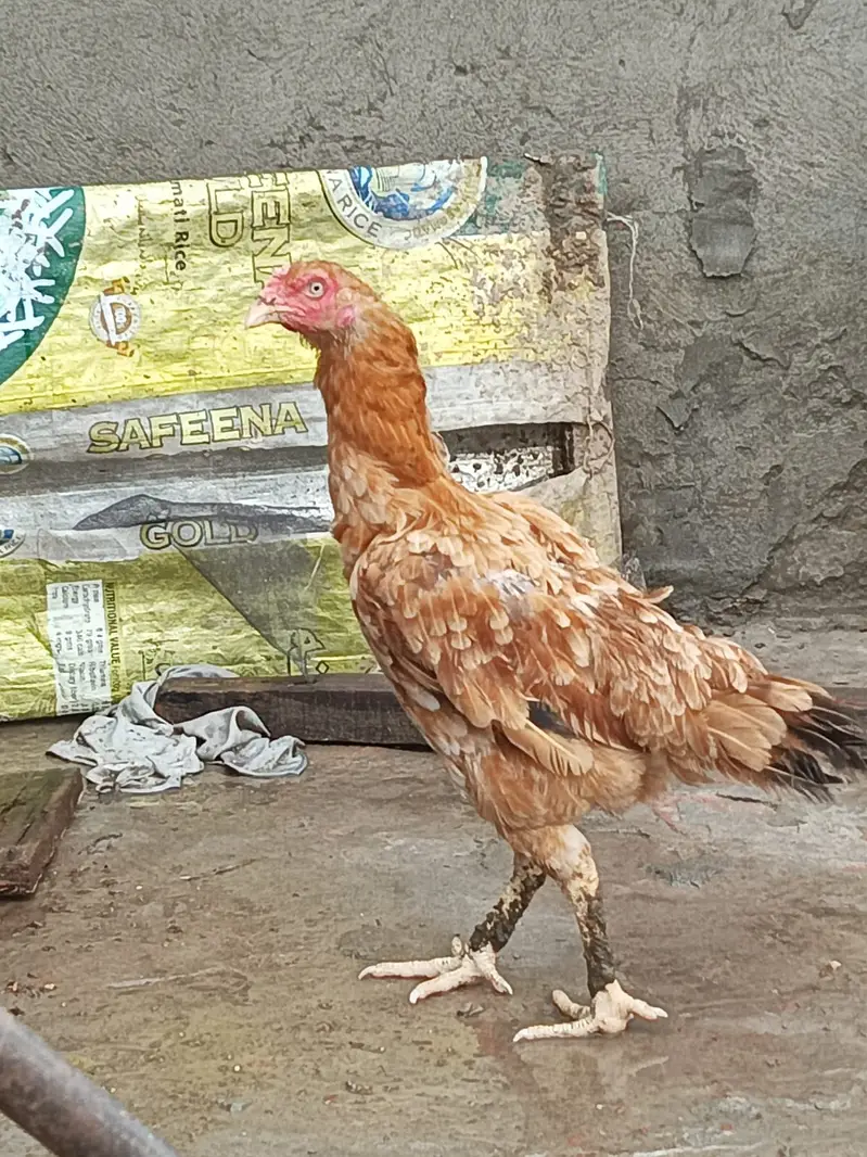 aseel murgi — photo 2