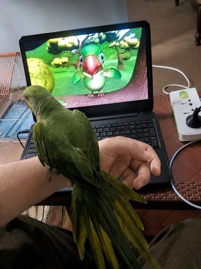 parrot