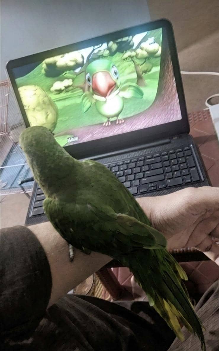 parrot 1