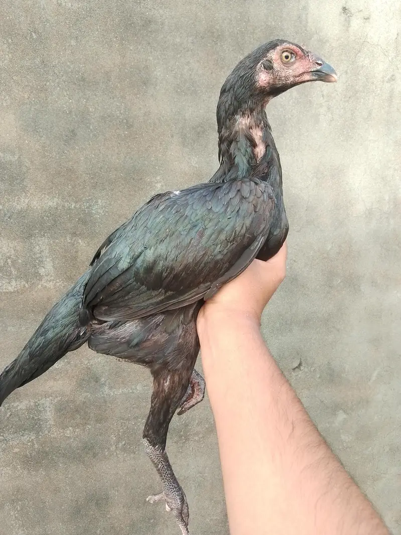 Pakistani Aseel for sale — photo 3