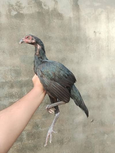 Pakistani Aseel for sale