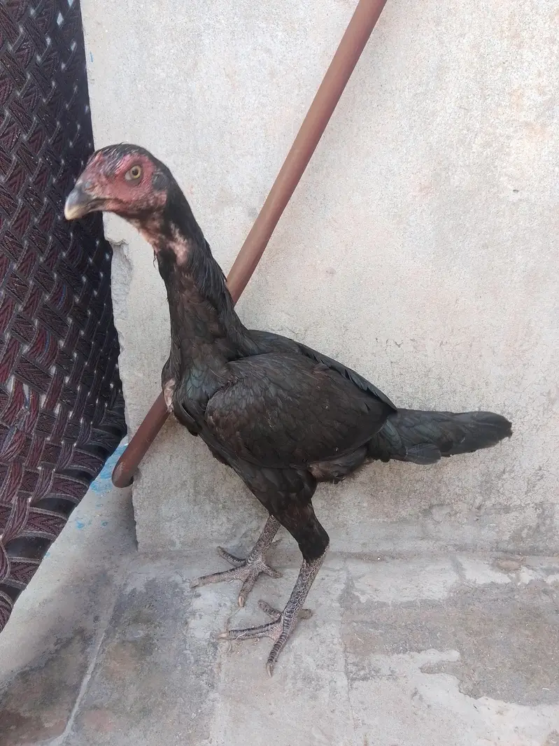 Pakistani Aseel for sale — photo 2