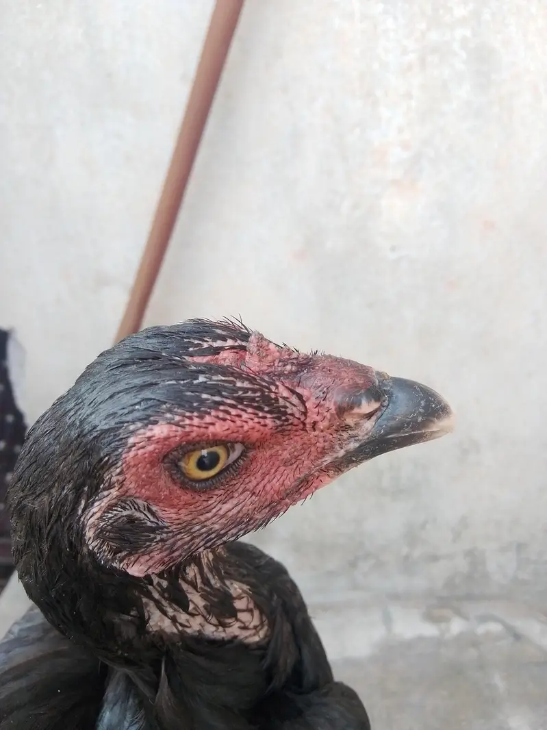 Pakistani Aseel for sale — photo 4