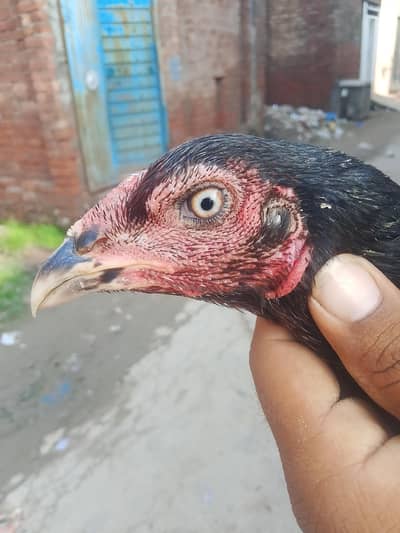 top quality Aseel walati madiya for sale