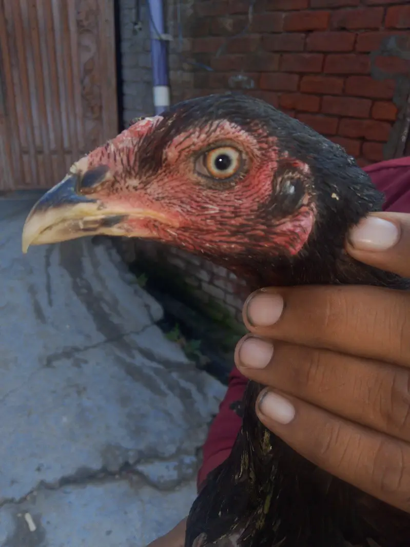top quality Aseel walati madiya for sale — photo 2