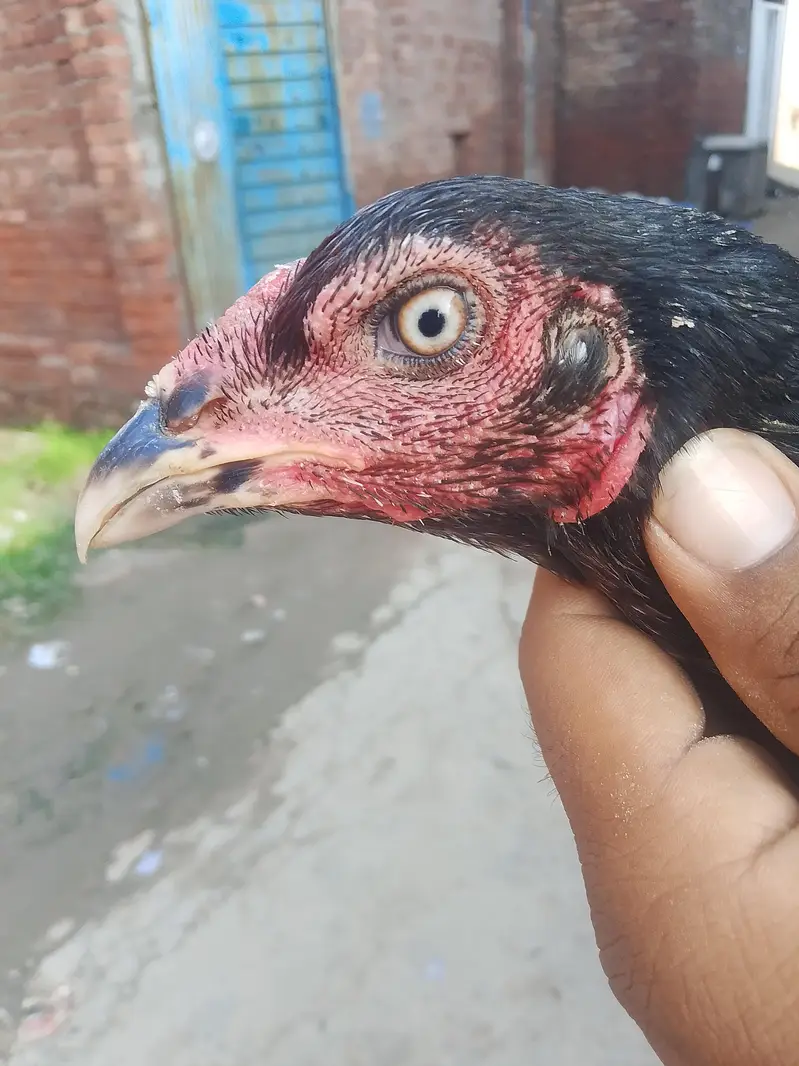 top quality Aseel walati madiya for sale — photo 3