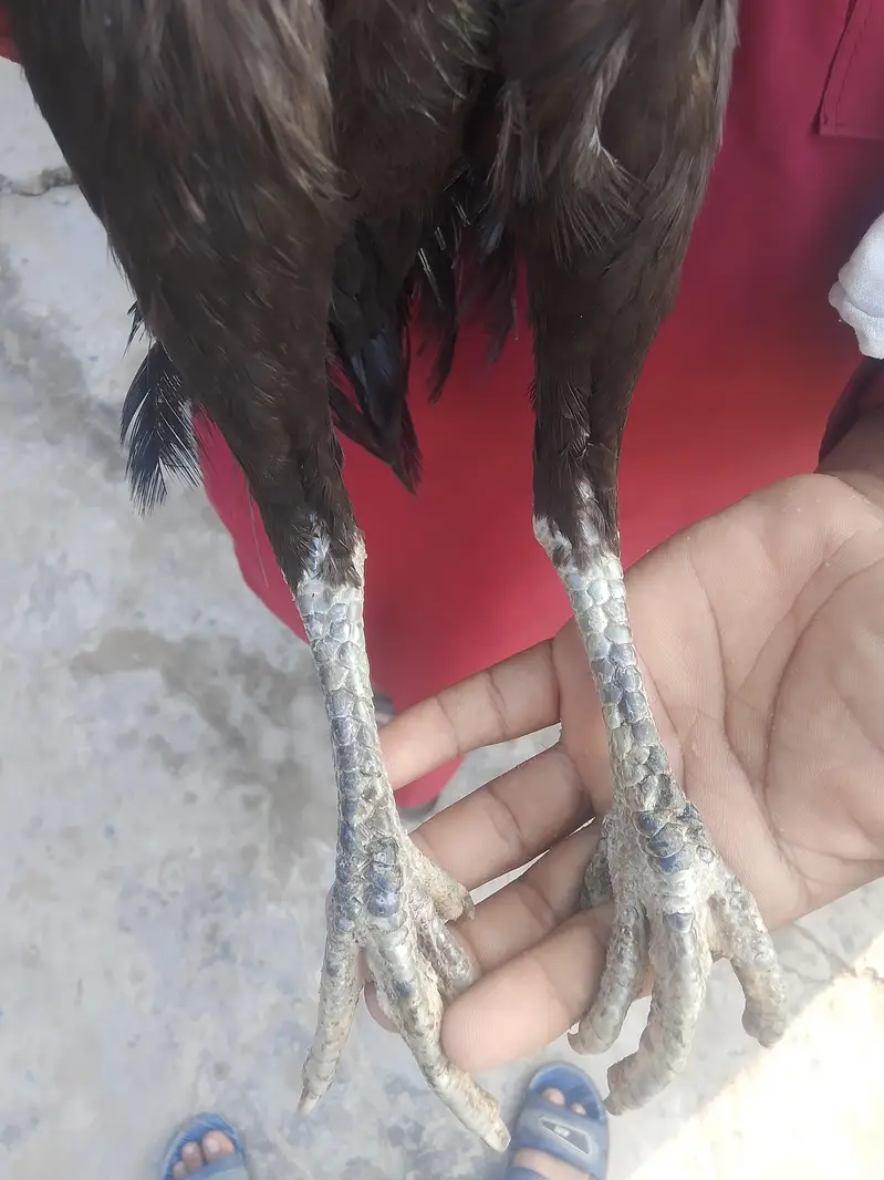 top quality Aseel walati madiya for sale — photo 4