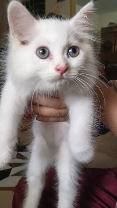 Persian Kitten + Complete Setups urgent sale 03074339118