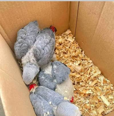 African grey parrot cheeks for sale 0335=1141=179