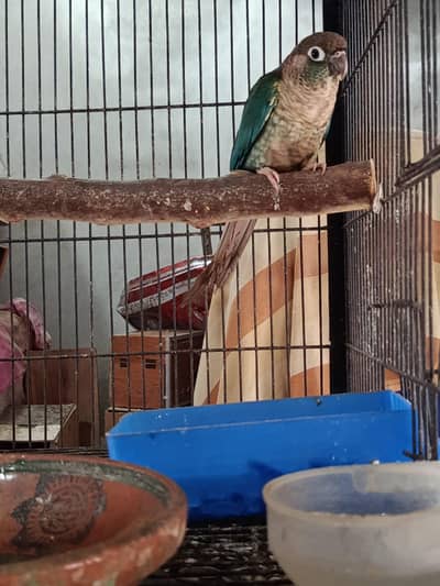 WHITE FOOT WHITE CHEST BREEDER PAIR