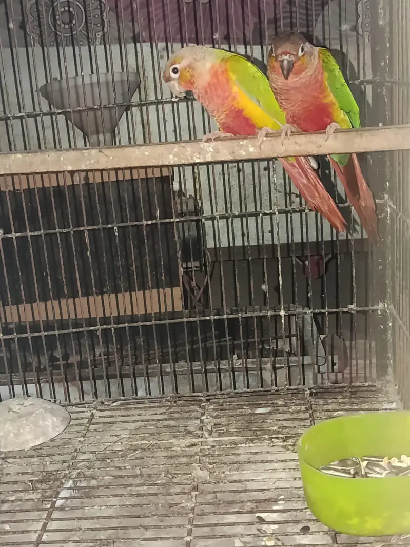 WHITE FOOT WHITE CHEST BREEDER PAIR — photo 5