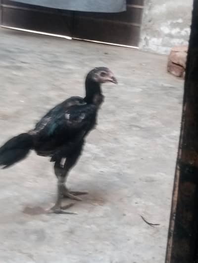 Thai aseel