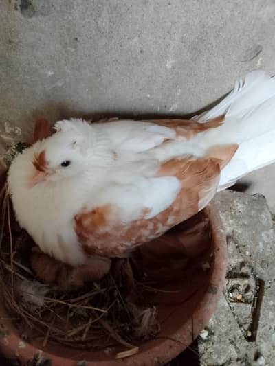 swallow breeder pair with one chick