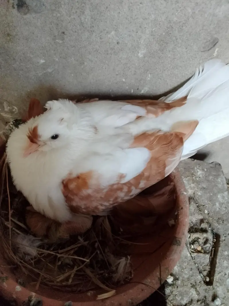 swallow breeder pair with one chick