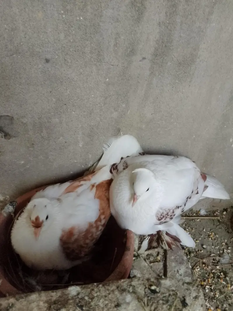swallow breeder pair with one chick — photo 2