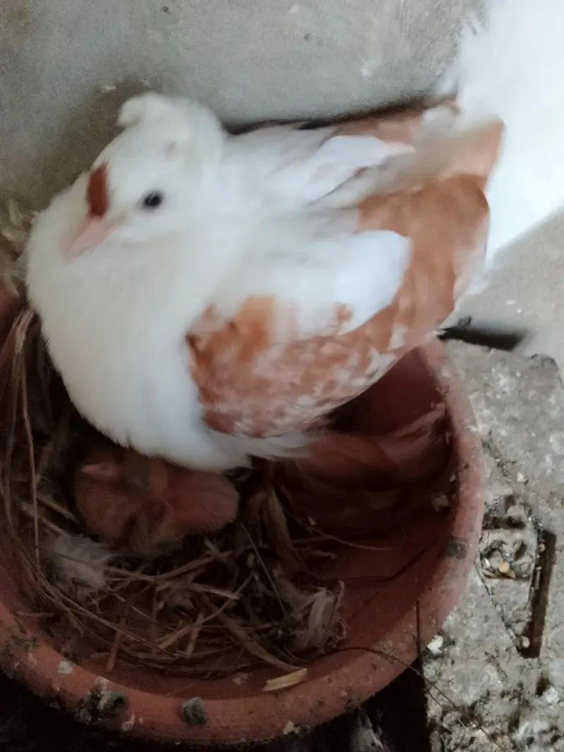 swallow breeder pair with one chick — photo 3