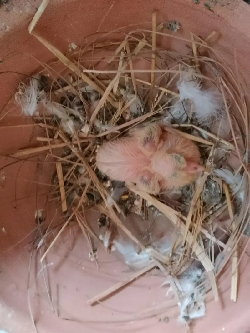 swallow breeder pair with one chick — photo 4