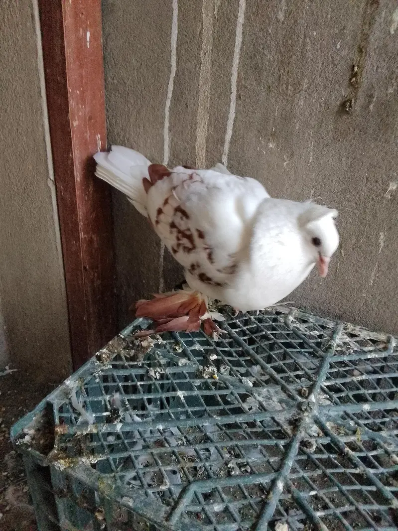 swallow breeder pair with one chick — photo 5