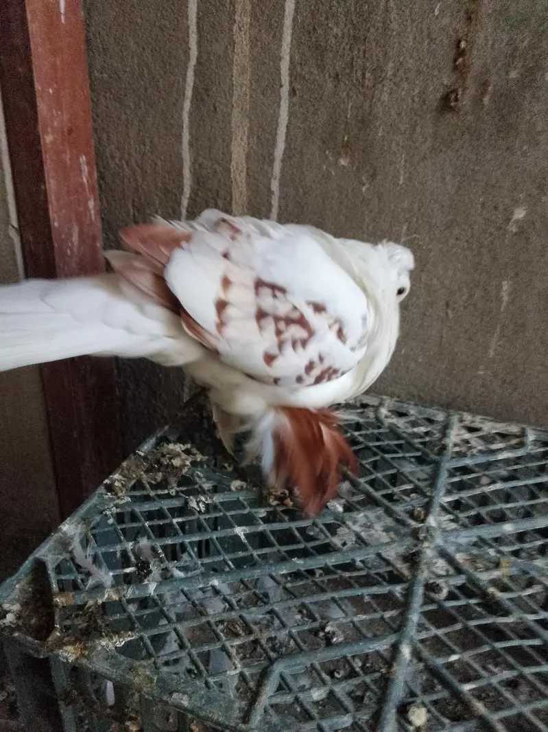 swallow breeder pair with one chick — photo 6