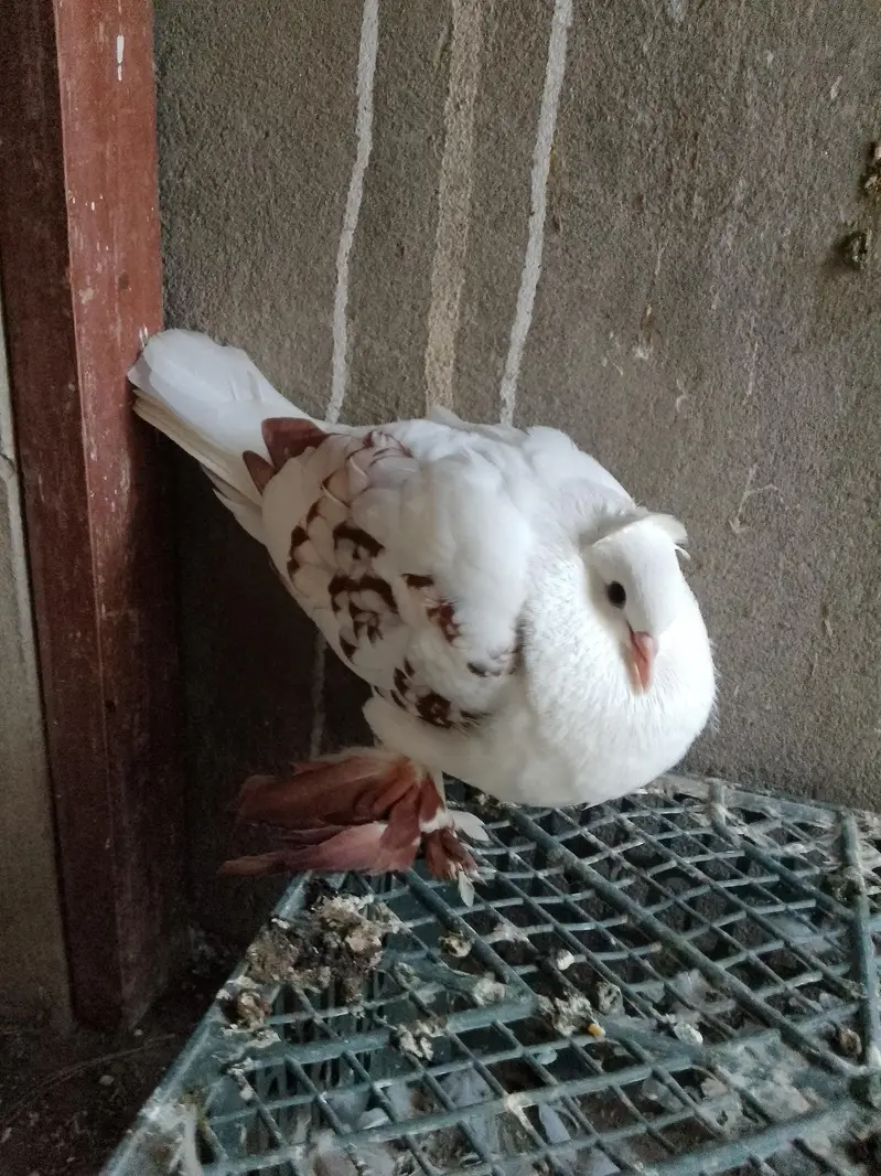 swallow breeder pair with one chick — photo 7