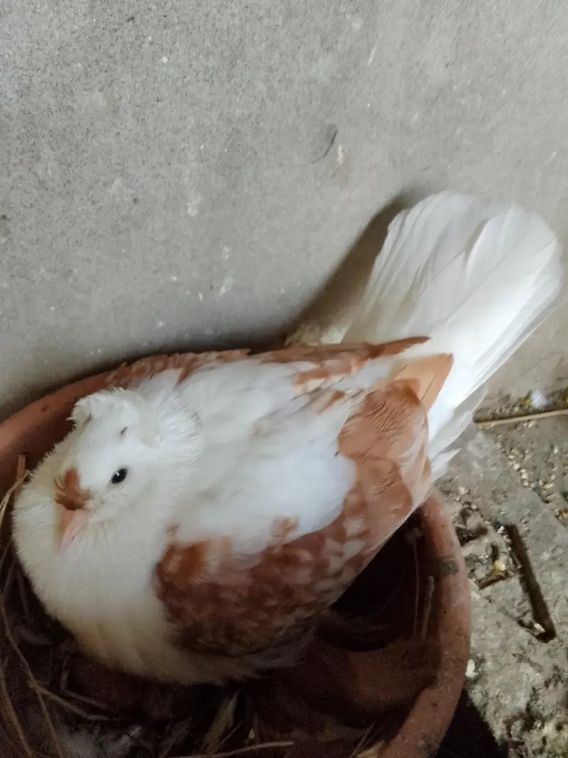 swallow breeder pair with one chick — photo 8