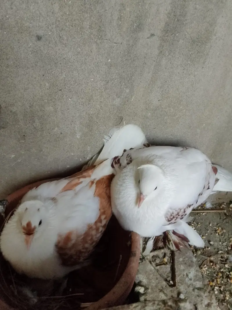 swallow breeder pair with one chick — photo 9