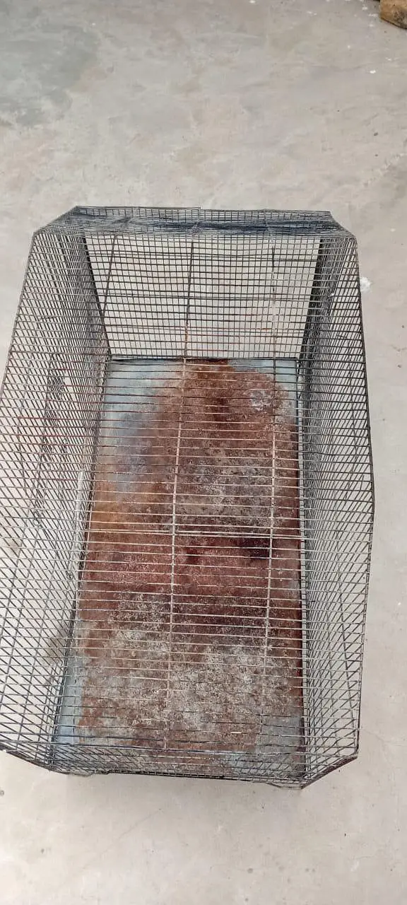 cage animal — photo 5