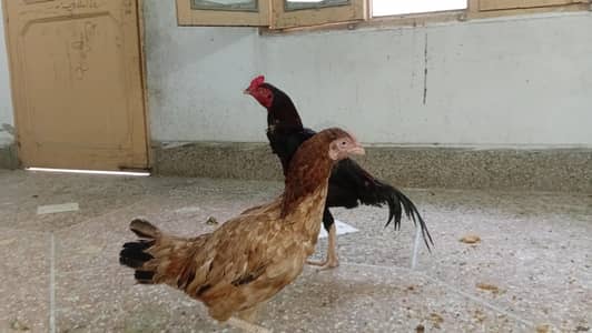 asel pair