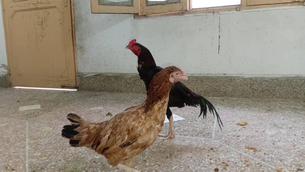 asel pair 0