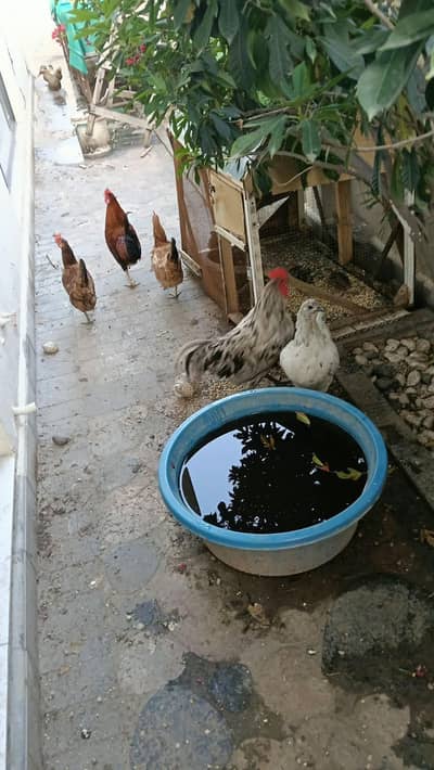 Desi + white australop + Ducks
