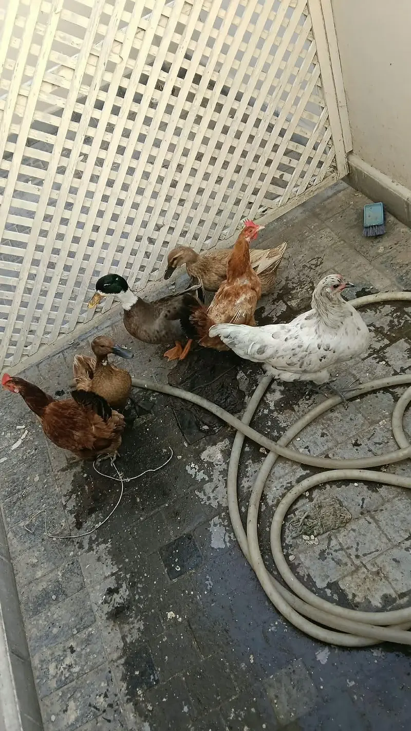 Desi + white australop + Ducks — photo 2