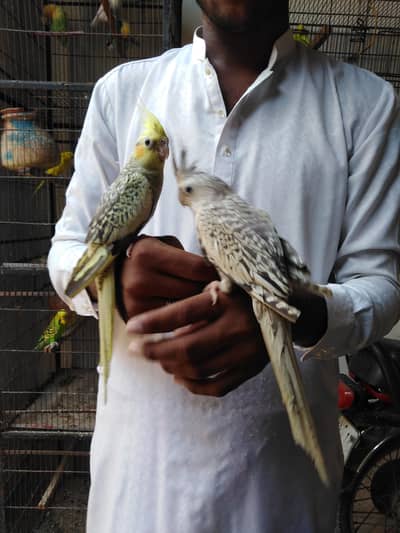 hand tame male female