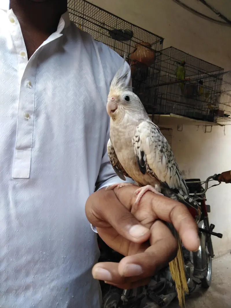 hand tame male female — photo 2