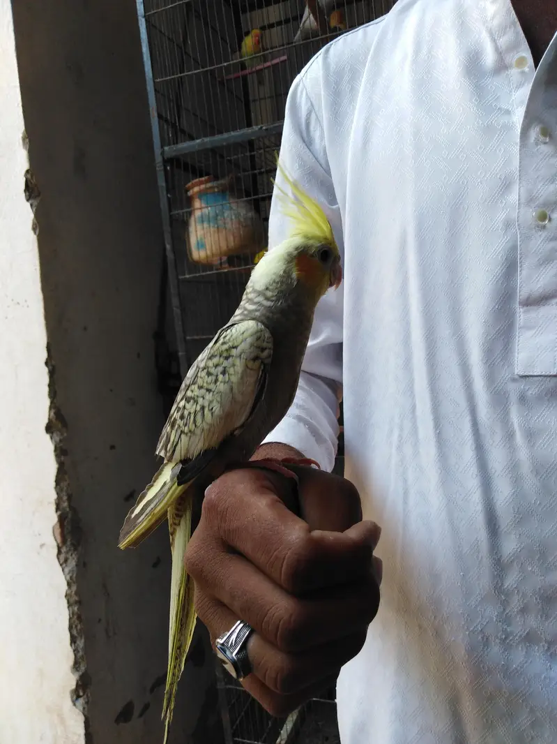 hand tame male female — photo 3