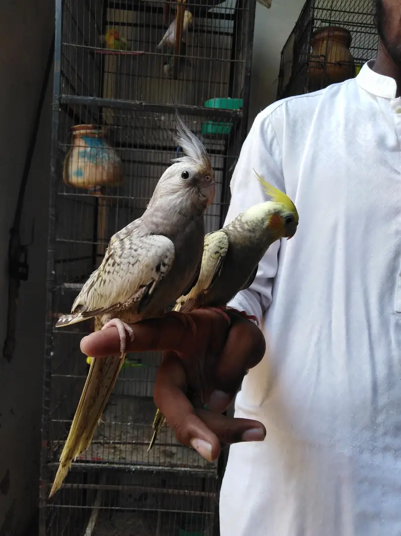 hand tame male female — photo 4
