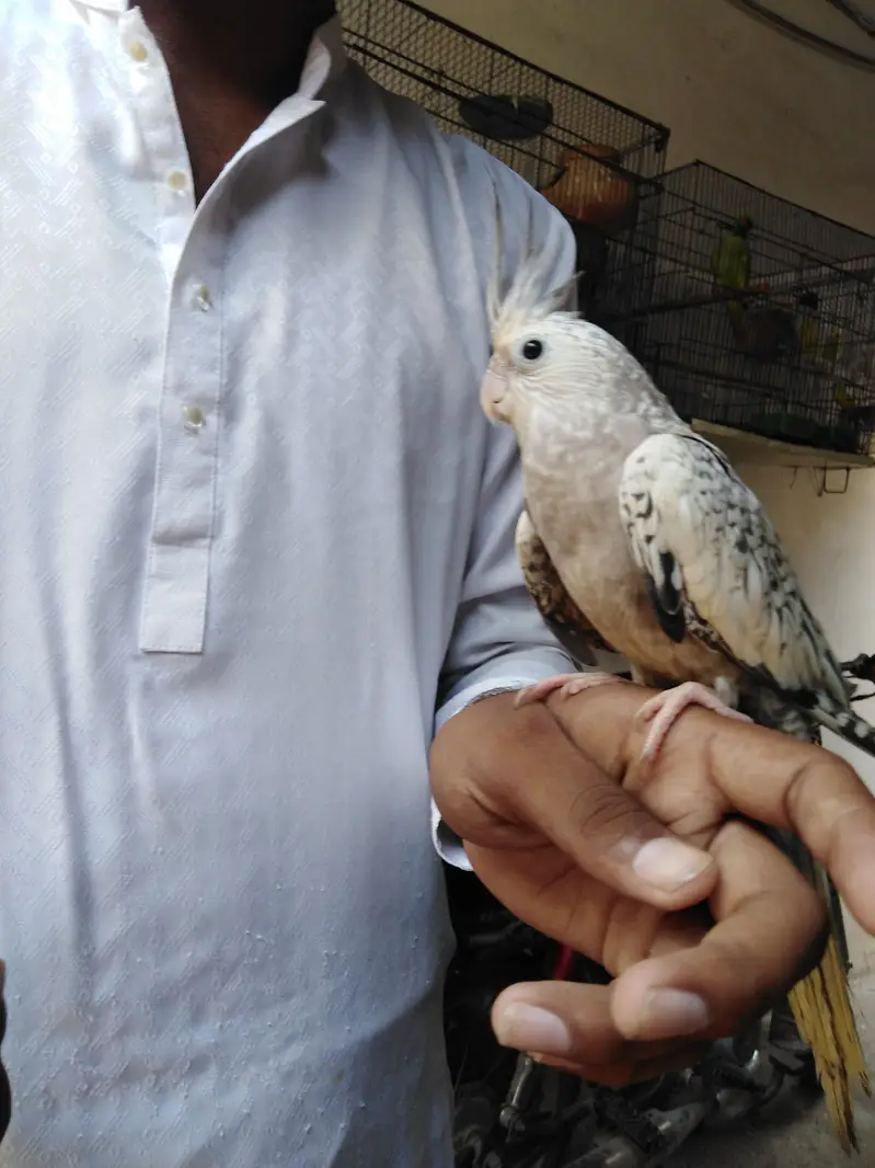 hand tame male female — photo 5