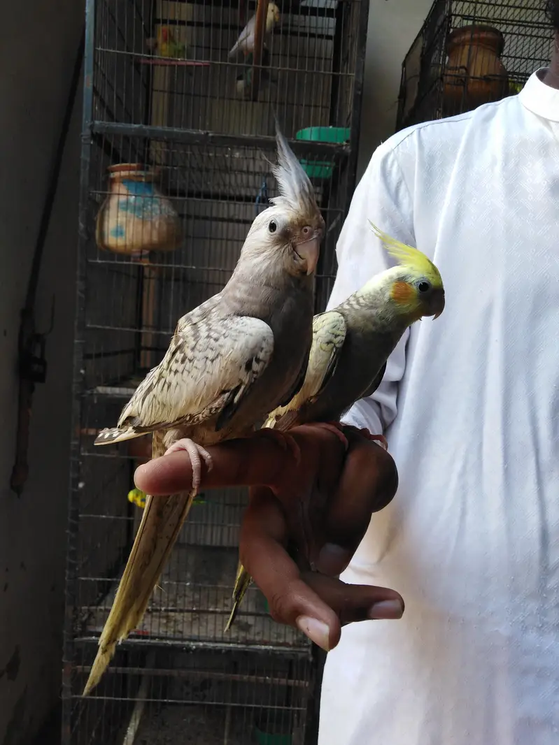 hand tame male female — photo 6