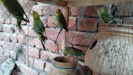 Australian parrot 