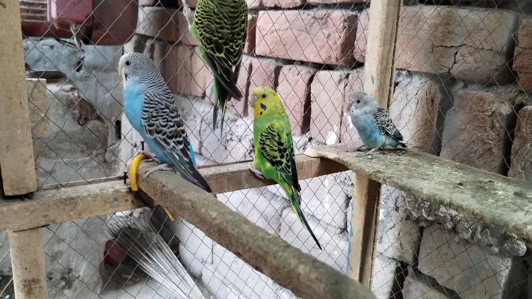 Australian parrot  — photo 2