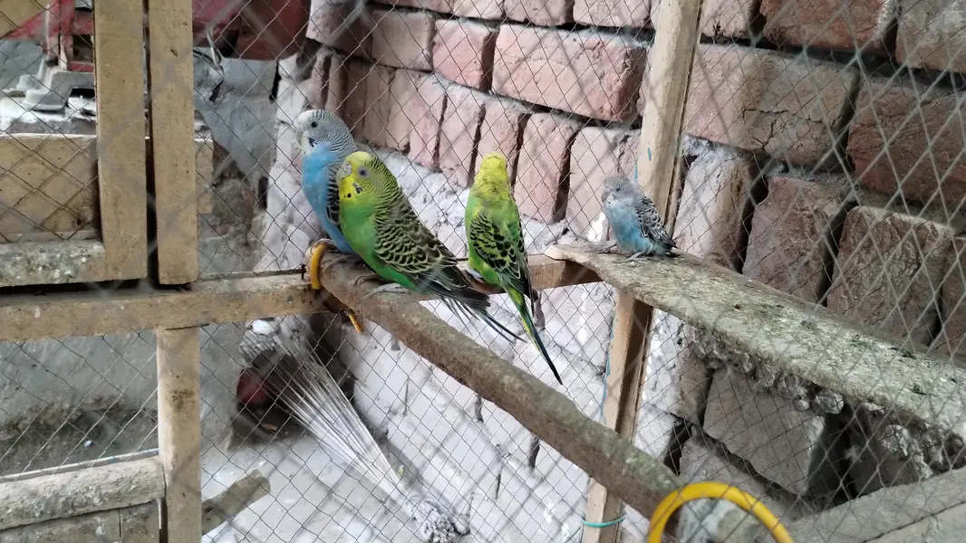 Australian parrot  — photo 3