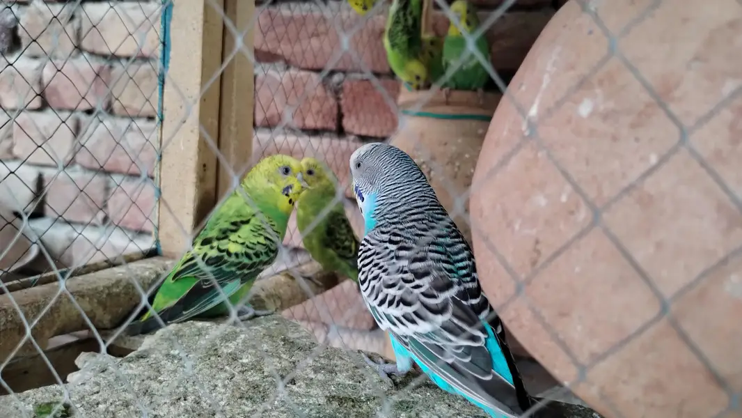 Australian parrot  — photo 4