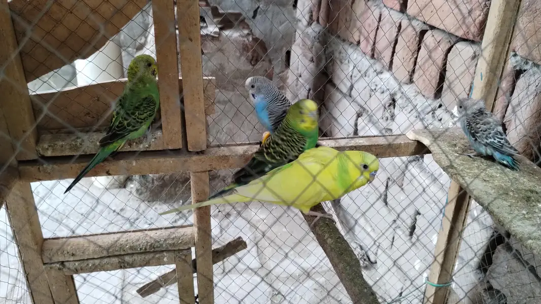 Australian parrot  — photo 5