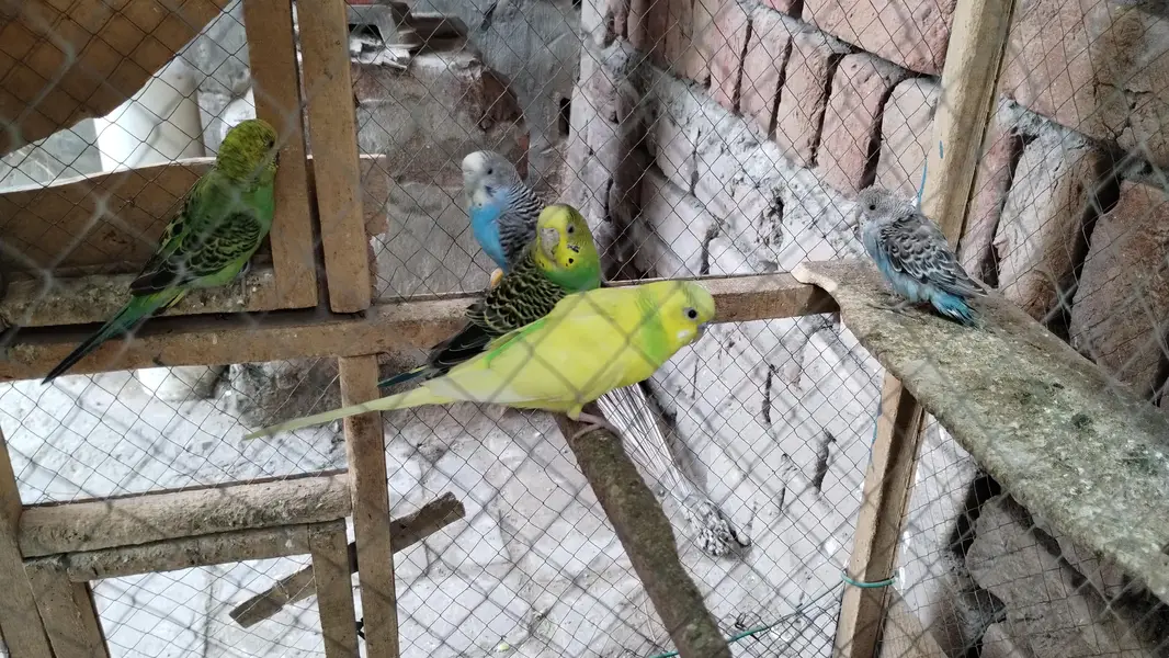 Australian parrot  — photo 6