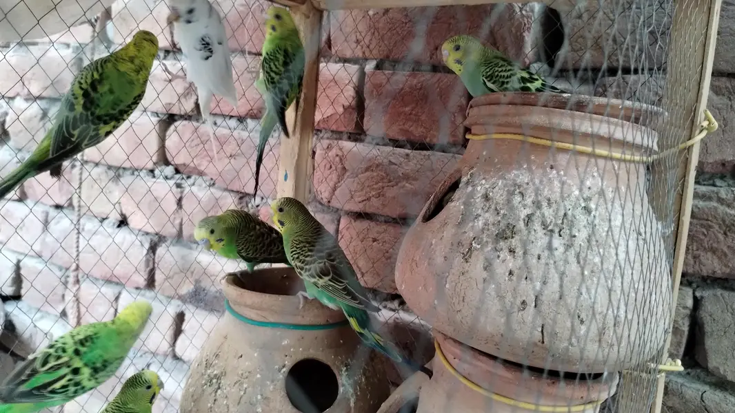 Australian parrot  — photo 7