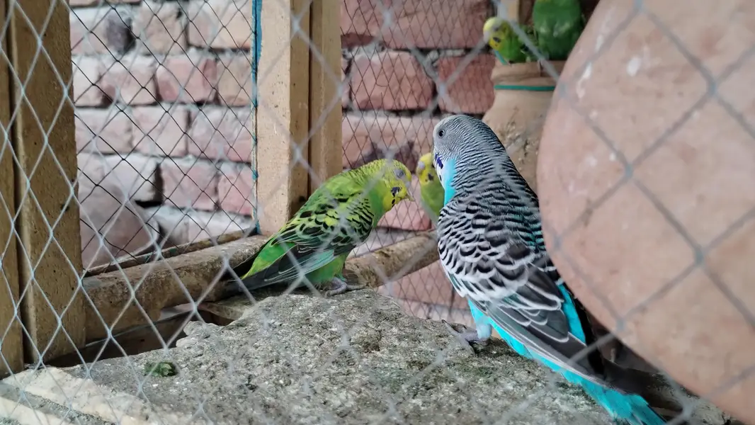 Australian parrot  — photo 8