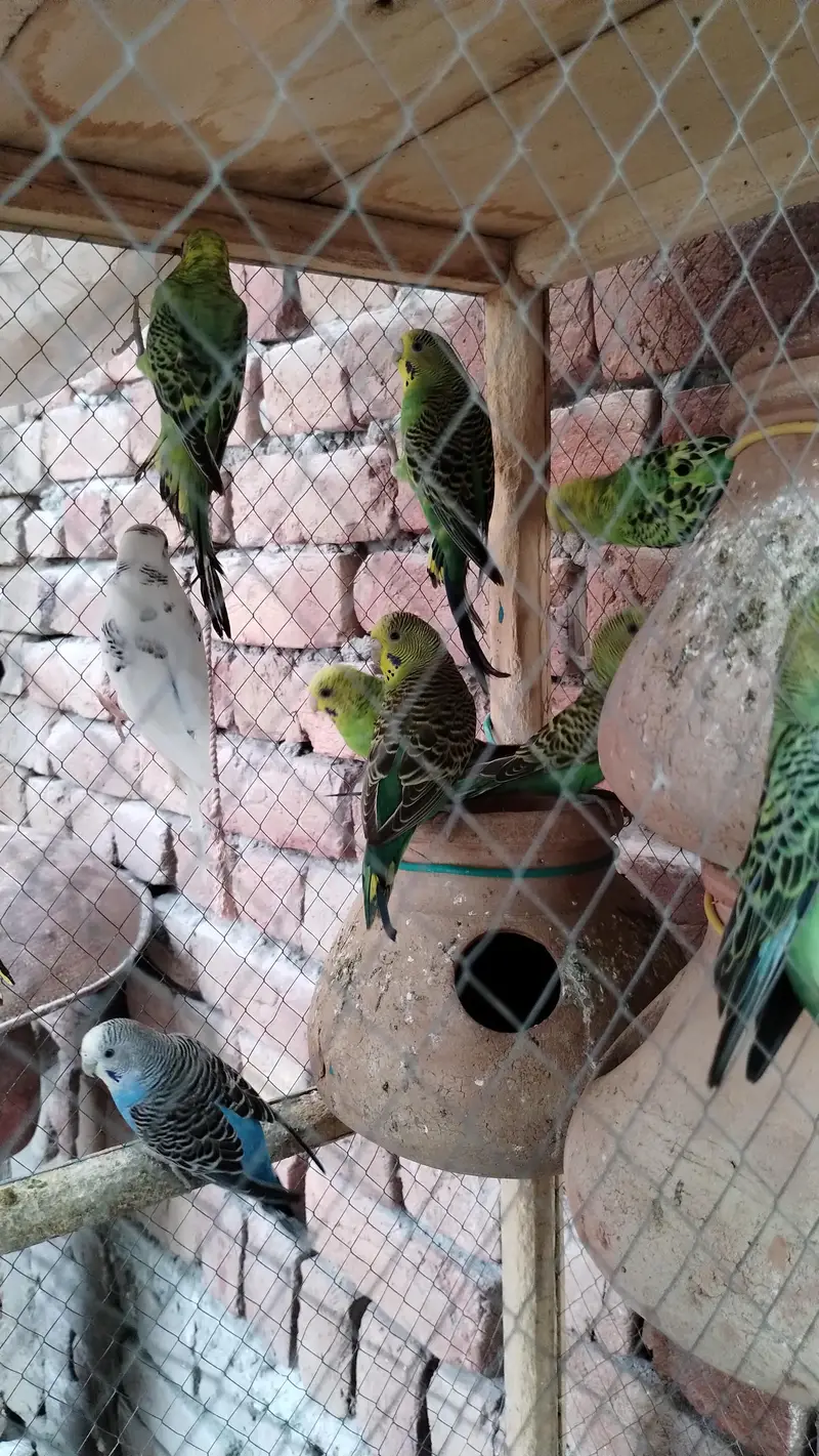 Australian parrot  — photo 9
