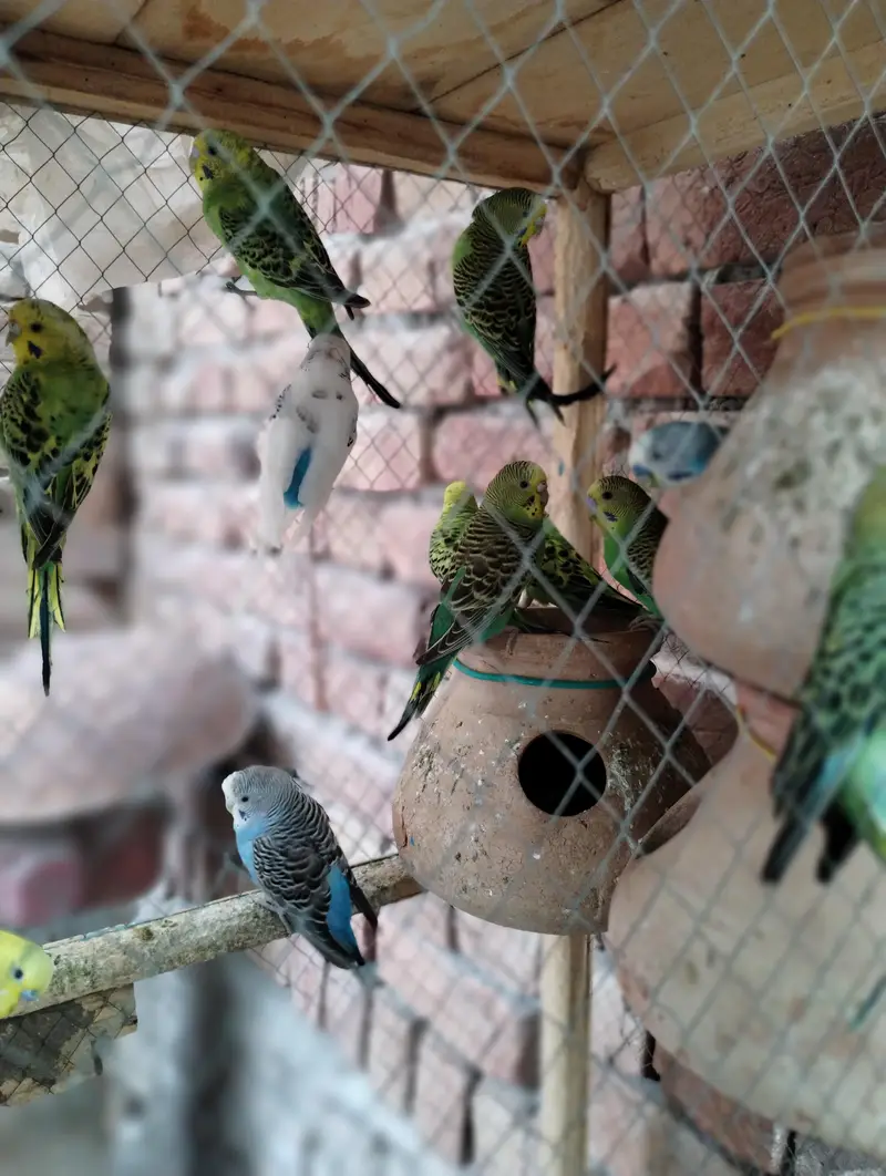 Australian parrot  — photo 10